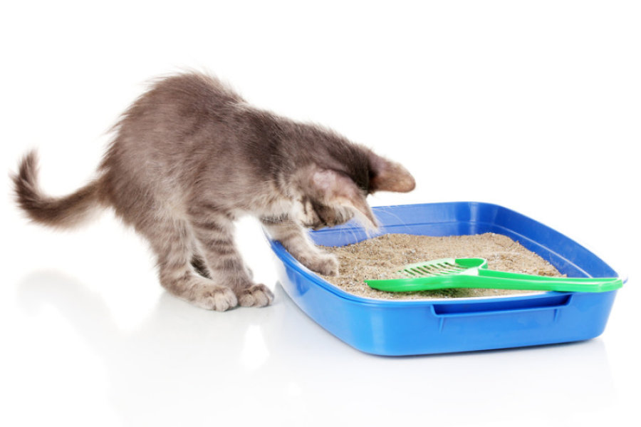 Ogni quanto cambiare la lettiera del gatto